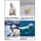 Polar Bears: Talking Picture Series
